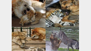 강자 약자 바뀐 예 ‘폭소’… “얼룩말이 맹수의 얼굴을 퍽!”