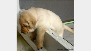 진퇴양난 강아지…‘이러다 멘붕 올듯?’