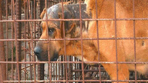[오늘의 채널A]정력에 좋다는 개고기, 실험 통해 알아보니…