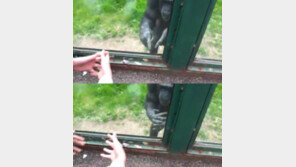 “꺼내주세요” 애처로운 침팬지의 수화