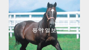 [단독]한국산 경주마, 中 대륙을 달린다
