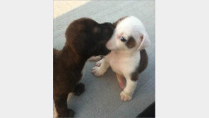 입냄새 참는 강아지 사진… ‘숨 참느라 멘붕 올듯’