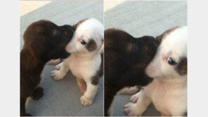 입냄새 참는 강아지, 냄새도 극복! “우리도 사랑하게 해주세요!”