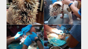 산미치광이와 ‘한판’ 붙은 불도그, 얼굴에 가시털 500개 박혀