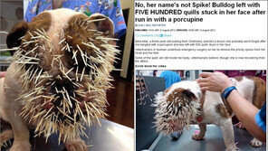 산미치광이, 불도그 얼굴에 500여개 가시 공격 ‘충격적’