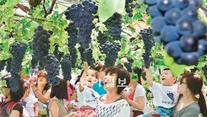 청계광장에 포도가 주렁주렁