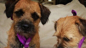 최고의 개 목걸이, 금메달-은메달 나란히…