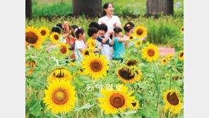 무더위 반가운 듯 활짝 핀 해바라기