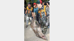 창덕궁에 나타난 멧돼지