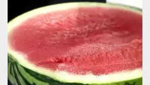 [뉴스A]유전자변형식품? 씨 없는 수박의 오해와 진실