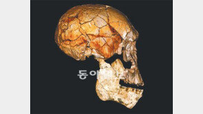 200만 년 전 호모에렉투스 아닌 인류도 살았다