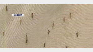 모기 실종 원인, 계속되는 폭염 때문! 그리고… “정말?”