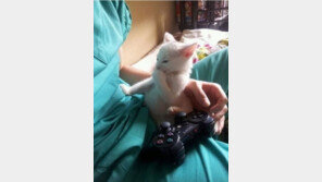 ‘아이 오빠도 참’ 부끄러워 하는 고양이,  “오빤 딱 내스타일?”