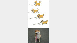 산책하기 싫었던 강아지, ‘얼마나 가기 싫으면…’