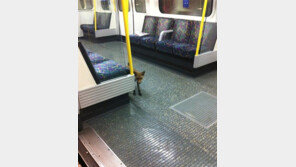 지하철 탄 여우, 이게 처음이 아니야? “이유 궁금하네!”