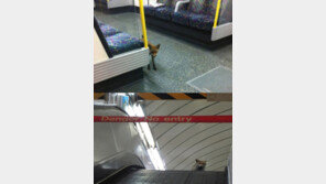 지하철 탄 여우, 어떻게 탄거지? ‘깜짝’