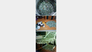 현금 1500만 원 세탁기에 넣고 진짜 ‘돈세탁’