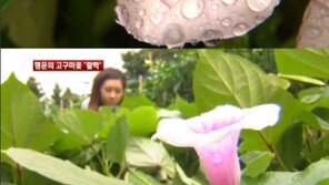 100년 만에 피는 꽃, 제주에서 활짝 핀 고구마꽃!