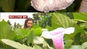 ‘길조의 상징’ 100만에 피는 꽃, 제주도에서 발견 ‘어떤 좋은일 생길까?’