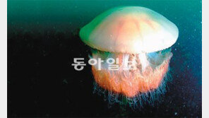 살인 해파리 공포, 인천 을왕리해수욕장서 8세 여아 쏘여… 국내 첫 사망