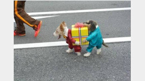  개 의상 착시효과, ‘한 마리로 두 마리 키우는 기분?’ 