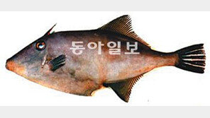 쥐치야, 해파리를 부탁해