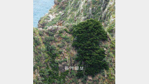독도 사철나무 천연기념물로