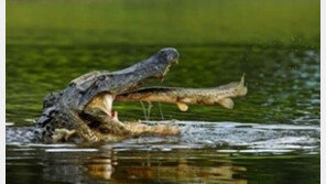 운 없는 물고기, 하필 점프해 들어간 곳이…