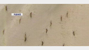 말라리아 모기 주의, 말라리아 걸리면 나타나는 증상들!