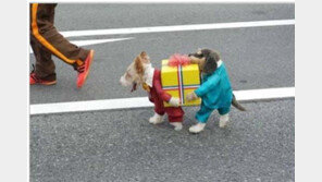 개 의상 착시효과, “길에서 마주치면 도와줄 것 같다” 폭소!