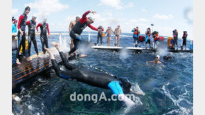 [SD포토] 김장훈-서경덕, 독도를 향해 입수~