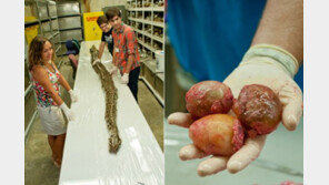 길이 5.3m 버마왕뱀, 뱃속 열어보니 알 87개가…