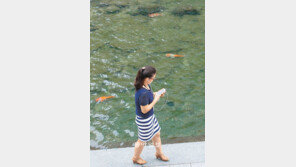 [수도권]청계천 노니는 비단잉어