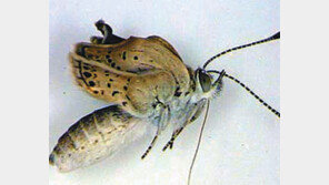 “日 후쿠시마 나비들 기형 심각”