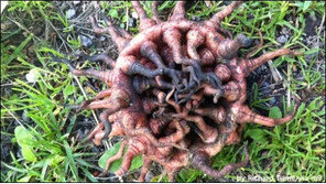 스웨덴 괴생명체, “촉감은 젤리 같고, 촉수로 이동” 