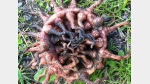 스웨덴 괴생명체 발견 “징그럽다, 도대체 정체가 뭐야?”