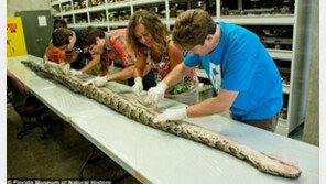 거대 버마왕뱀 발견! “스웨덴 괴생명체보다 징그러워!”