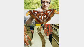 [영상] 초대형 괴물 나방, 버마왕뱀에 이어… “희귀생물 전성시대?”