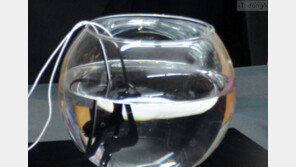 전자제품, 물 만난 물고기 됐다