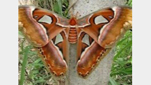 [영상] 30cm 초대형 괴물 나방, 수명은 고작 1주일