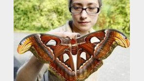 초대형 괴물 나방, “얼마 못 산다니 불쌍해!”