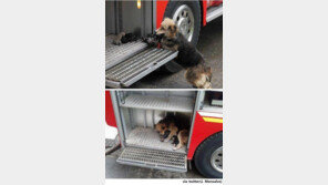 새끼 구한 엄마 개, 모성애의 극치 선보여 ‘사람보다 낫네’