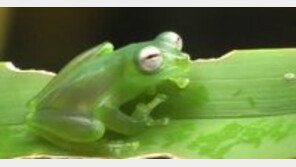 [영상] 신종 투명 개구리, 몸통이 유리처럼 투명해 내장도 다 보여…