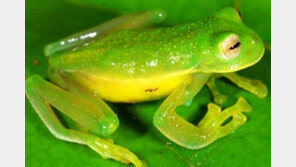 신종 투명 개구리, 발견과 동시에 학회 관심↑ ‘온몸이 투명해’