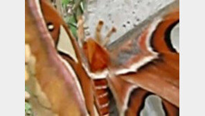 [영상] 새보다 큰 30cm 초대형 괴물 나방, 수명은 1주일