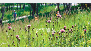 [김화성 전문기자의 &joy]함백산 만항재 들꽃세상