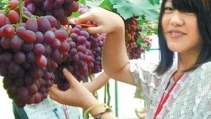 [대구/경북]포도따기 체험 한창