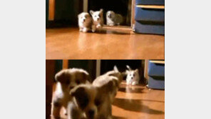 엄마가 장 봤을 때 공감, “뭐 사오셨어요?” 쪼르르 달려나와