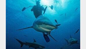 상어 살인 미소, 만화에서나 볼 법한 진풍경 ‘상어도 웃는다’