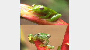 [영상] 신종 투명 개구리, 2010년 발견된 것과는 다른 종?